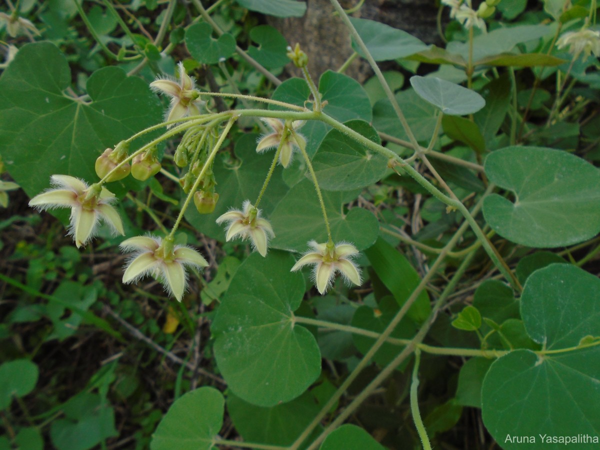 Pergularia daemia (Forssk.) Chiov.